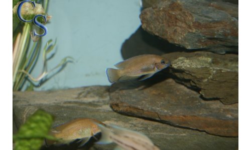 Variabilichromis moorii
